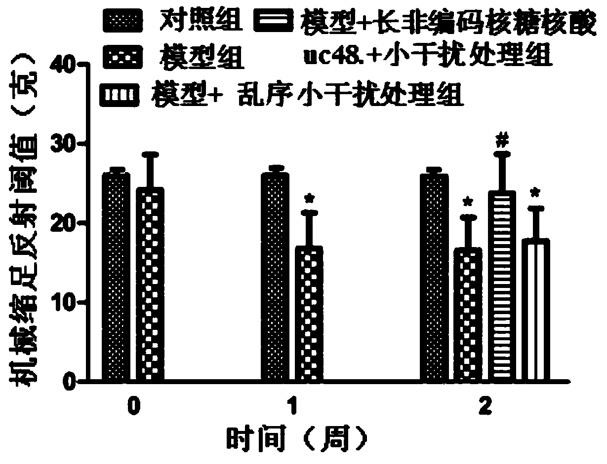 Application of long non-coding RNA uc.48+ small interfering RNA in the preparation of drugs for diabetic neuropathic pain