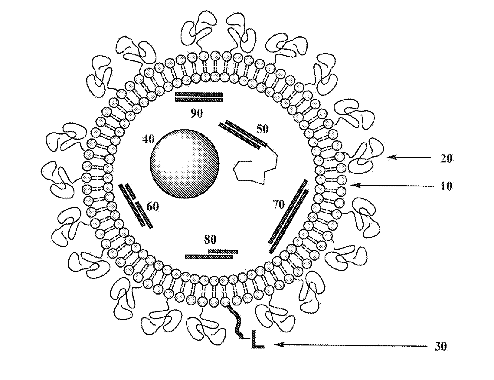 Processes and Compositions for Liposomal and Efficient Delivery of Gene Silencing Therapeutics