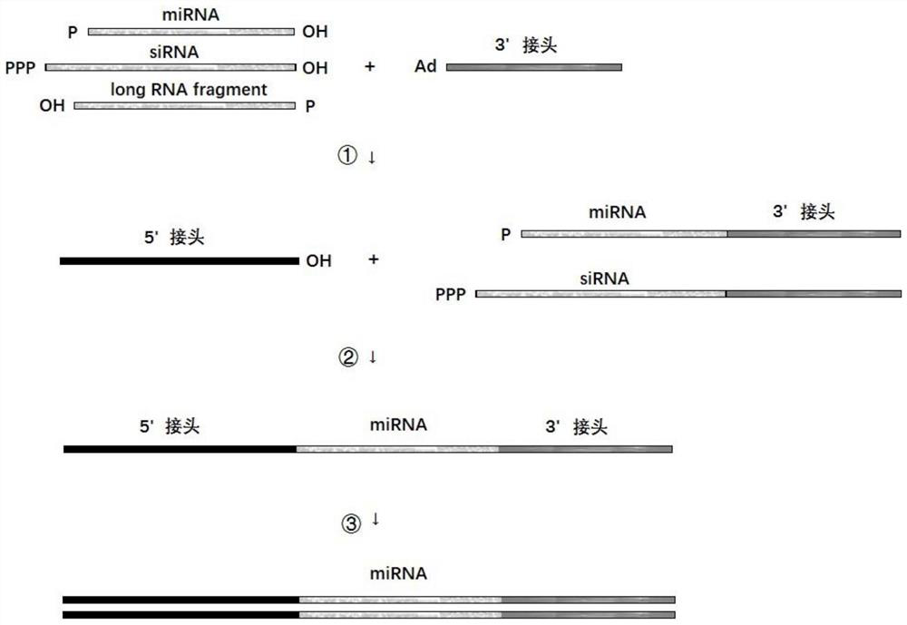 Construction method for short RNA fragment library, kit and application