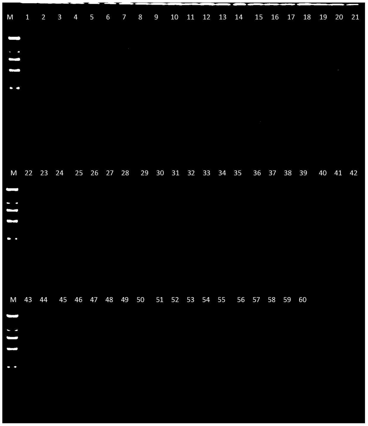 Buffalo-specific primers, kits and their application in the identification of buffalo-derived components