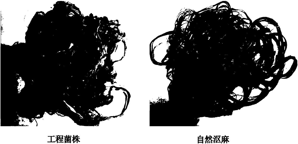 Bacillus subtilis not producing cellulase as well as construction method and application thereof