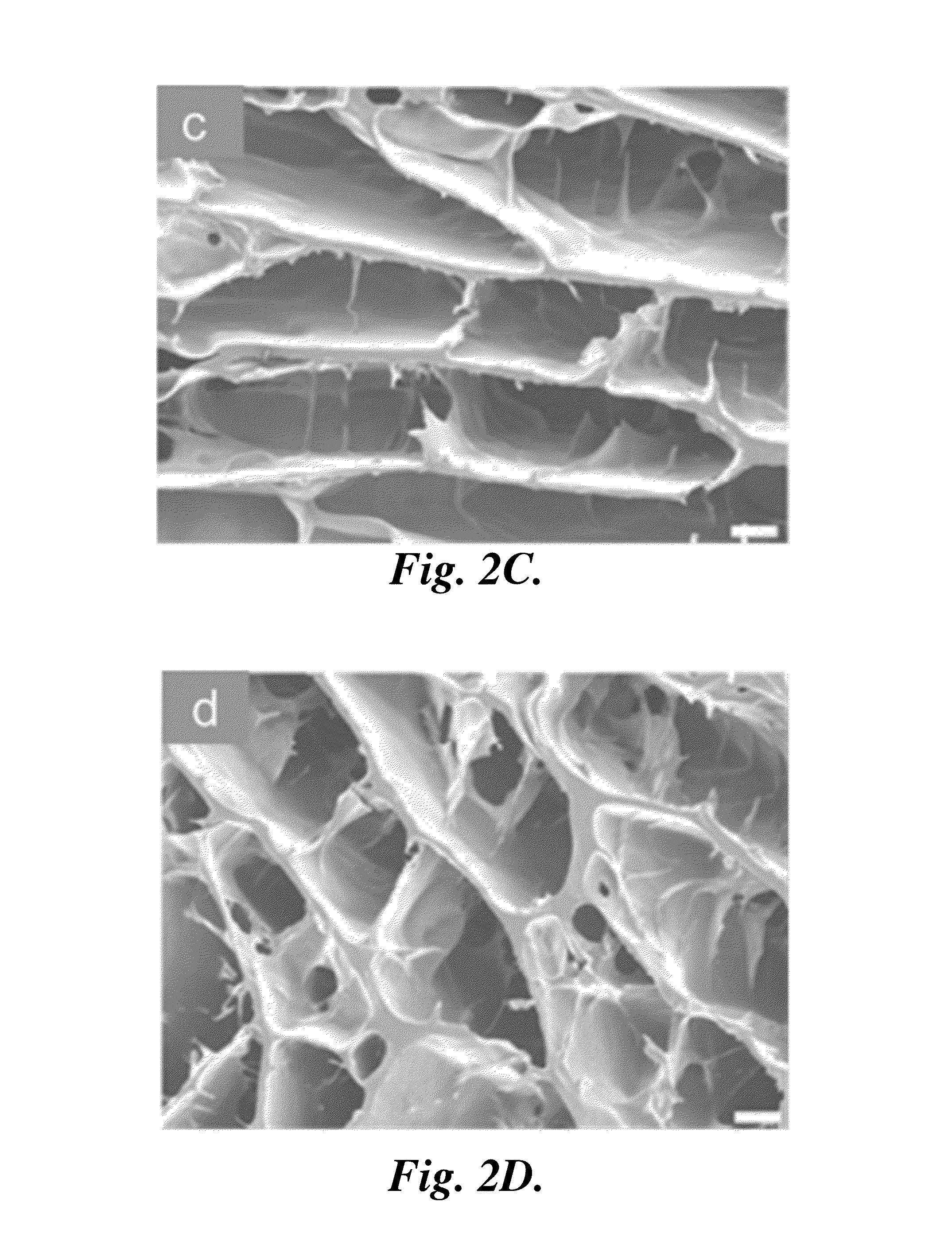 Porous chitosan scaffolds and related methods