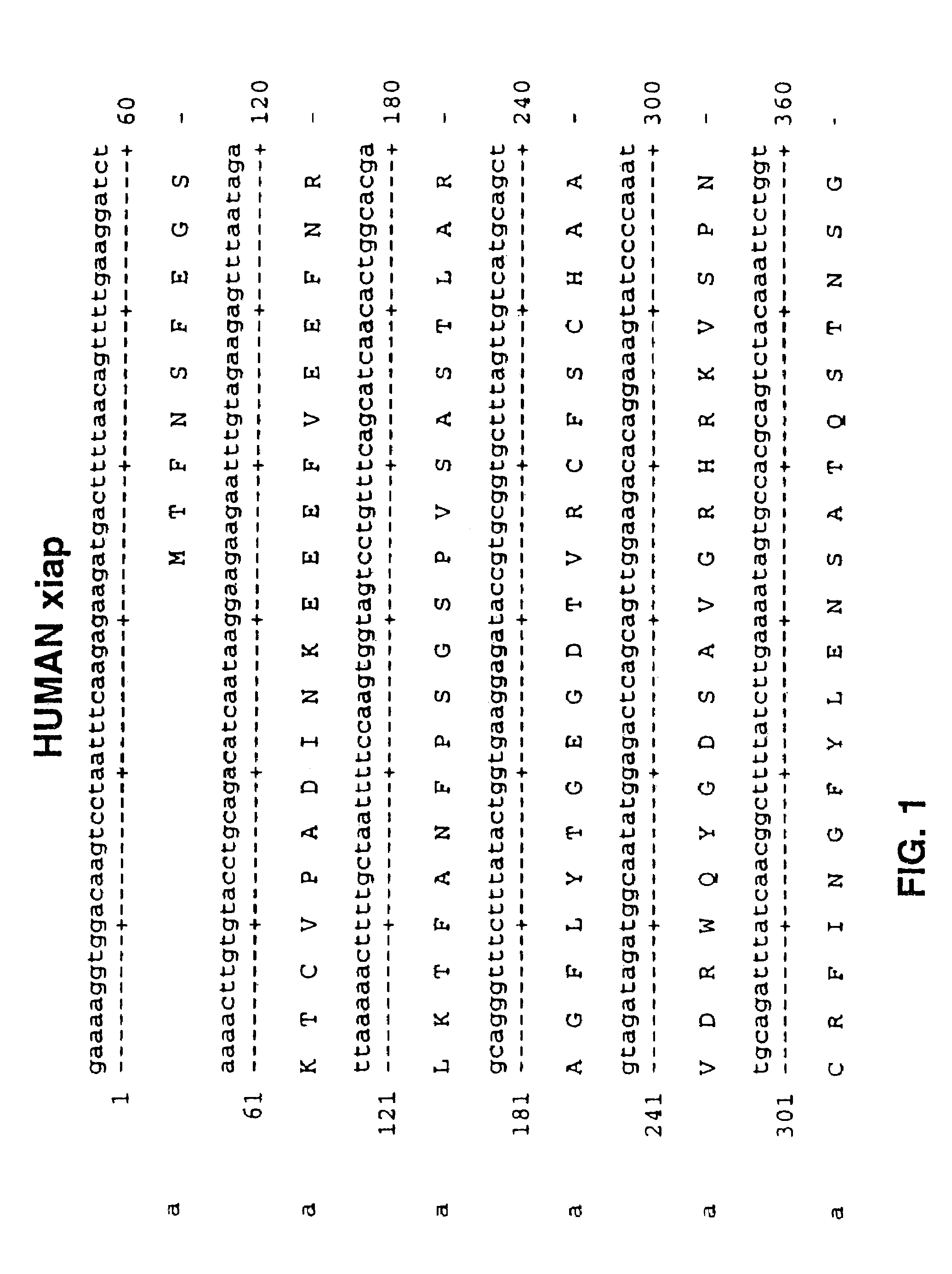 Antisense IAP oligonucleotides and uses thereof