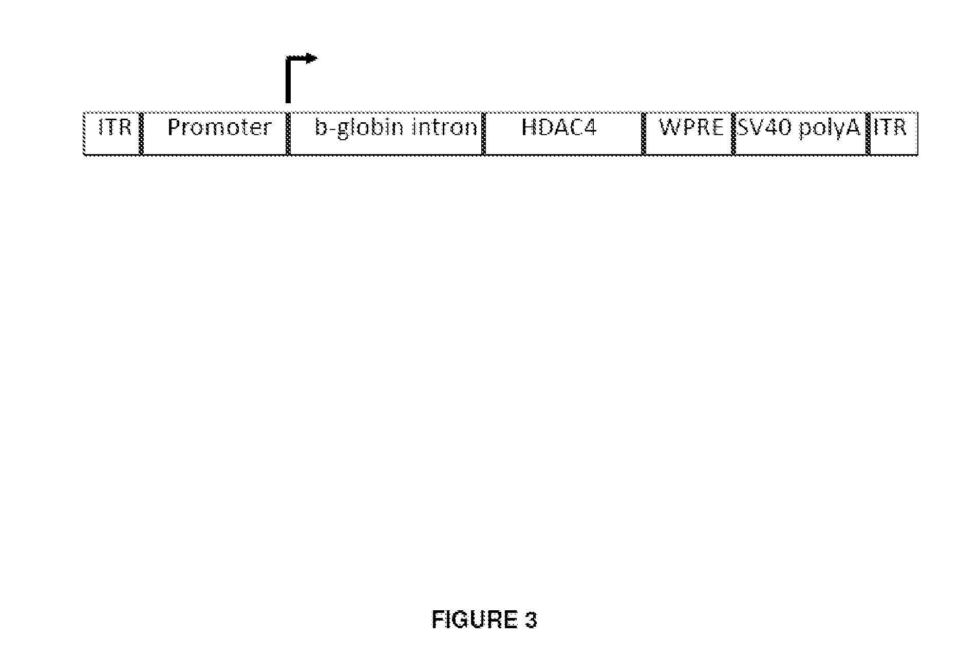 Histone deacetylase compositions and uses thereof