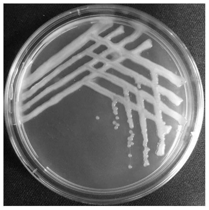 Sinorhizobium sp. strain with phosphorus-dissolving capacity and application thereof