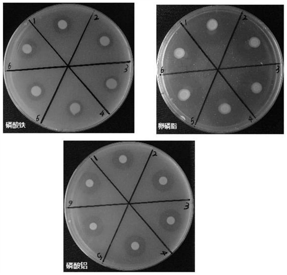 Sinorhizobium sp. strain with phosphorus-dissolving capacity and application thereof