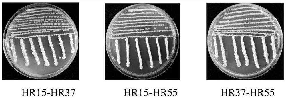 A microbial agent m2 for preventing and treating corn stalk rot and its preparation method