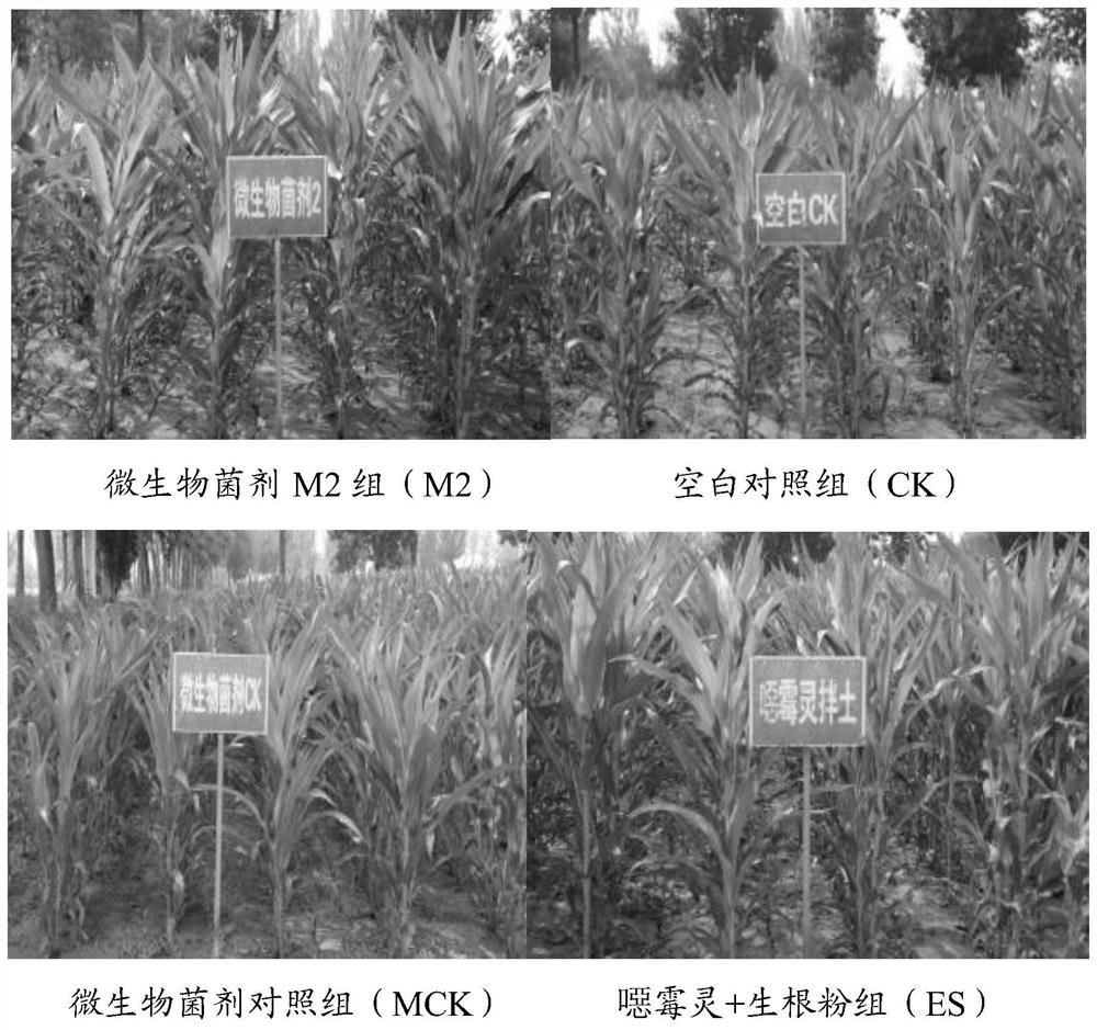 A microbial agent m2 for preventing and treating corn stalk rot and its preparation method