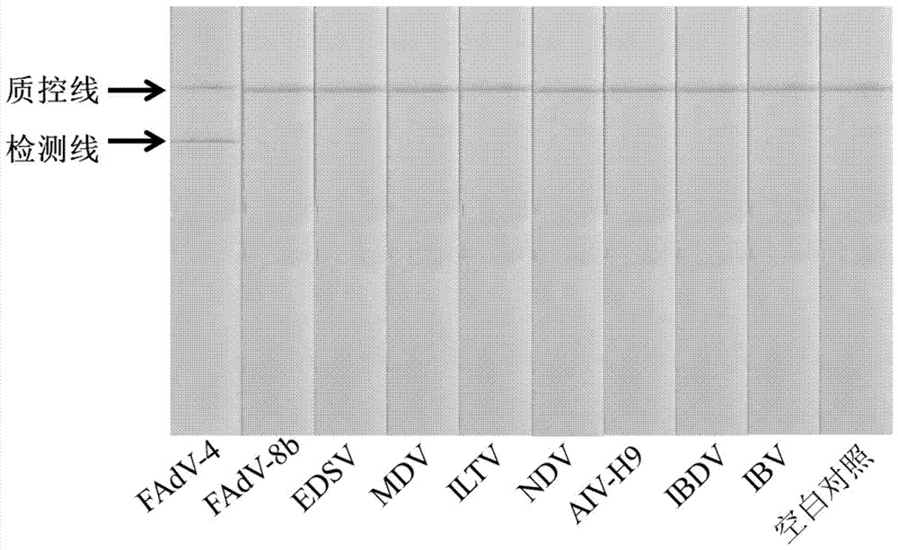 RPA (recombinase polymerase amplification) primer for detecting fowl adenovirus serotype 4 and detection method of RPA primer