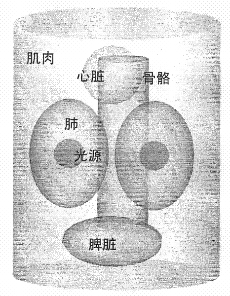 Method for detecting light source distribution in target based on level set