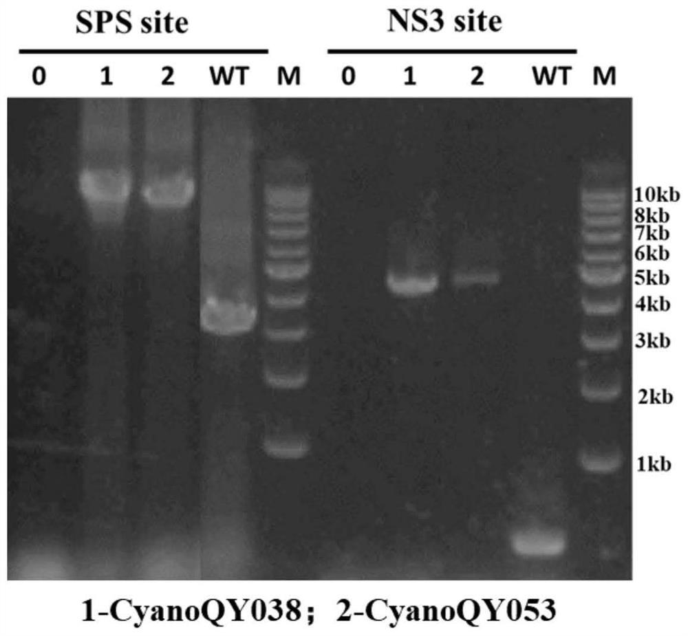 Genetically engineered bacterium for producing trehalose as well as construction method and application of genetically engineered bacterium