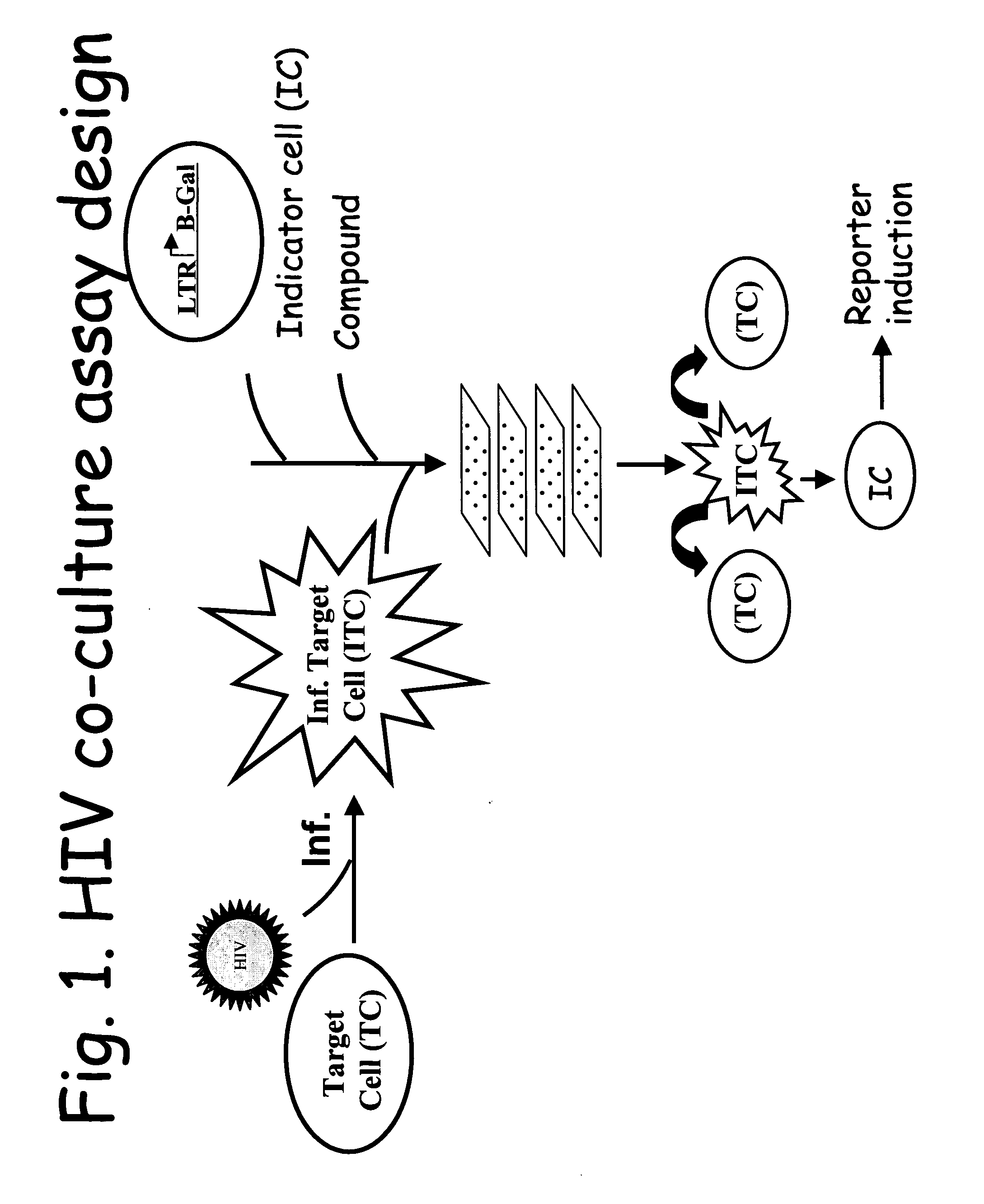 Lentivirus assay system including Vif protein activity