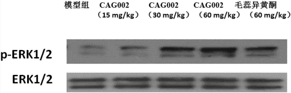 Application of calycosin derivative in preparing medicine for treating cerebral ischemia reperfusion injury