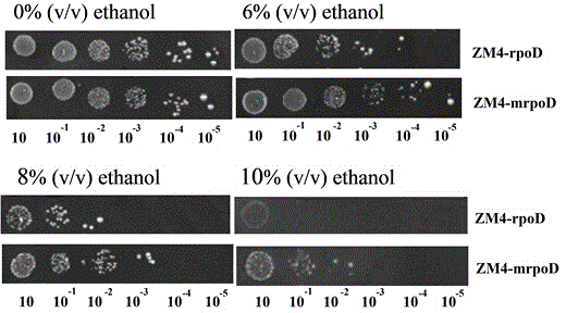 Ethanol-tolerant zymomonas mobilis as well as preparation method and application thereof