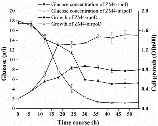 Ethanol-tolerant zymomonas mobilis as well as preparation method and application thereof