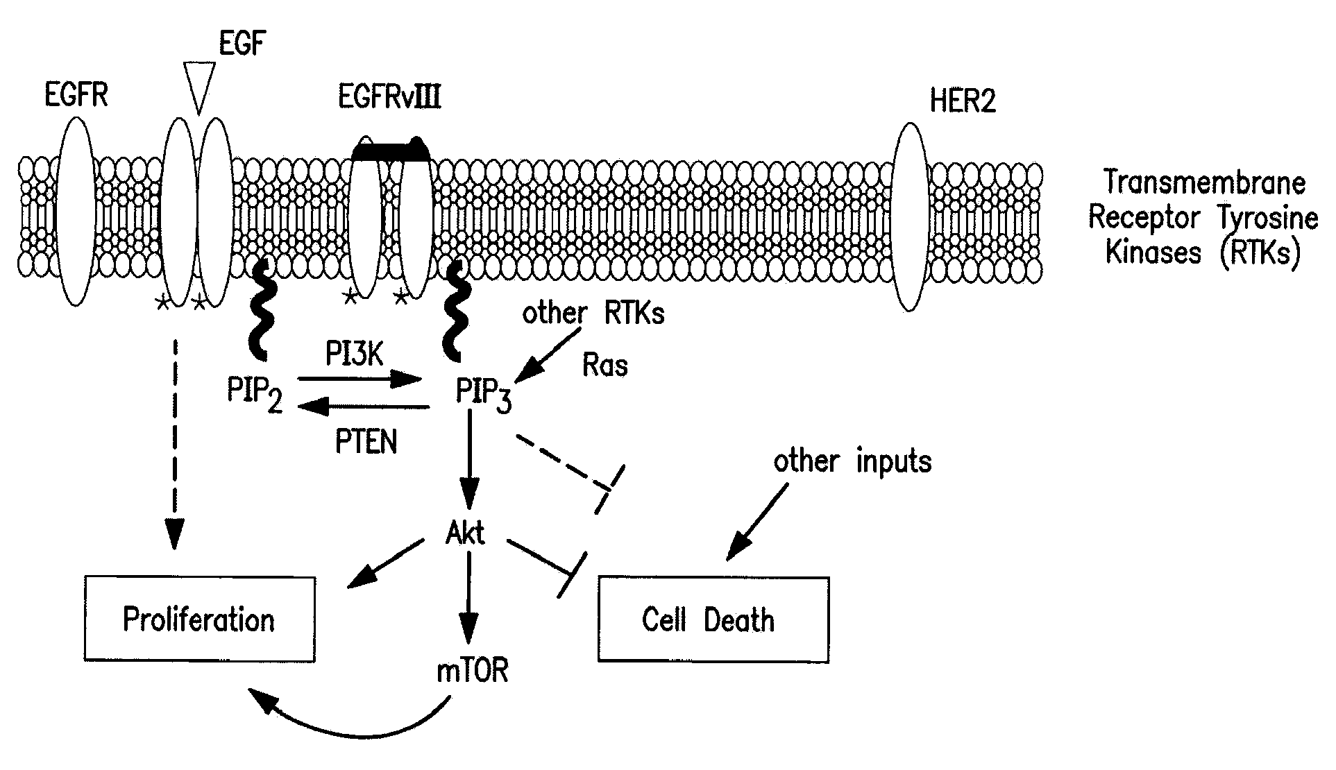 Method for determining the effects of external stimuli on biological pathways in living cells