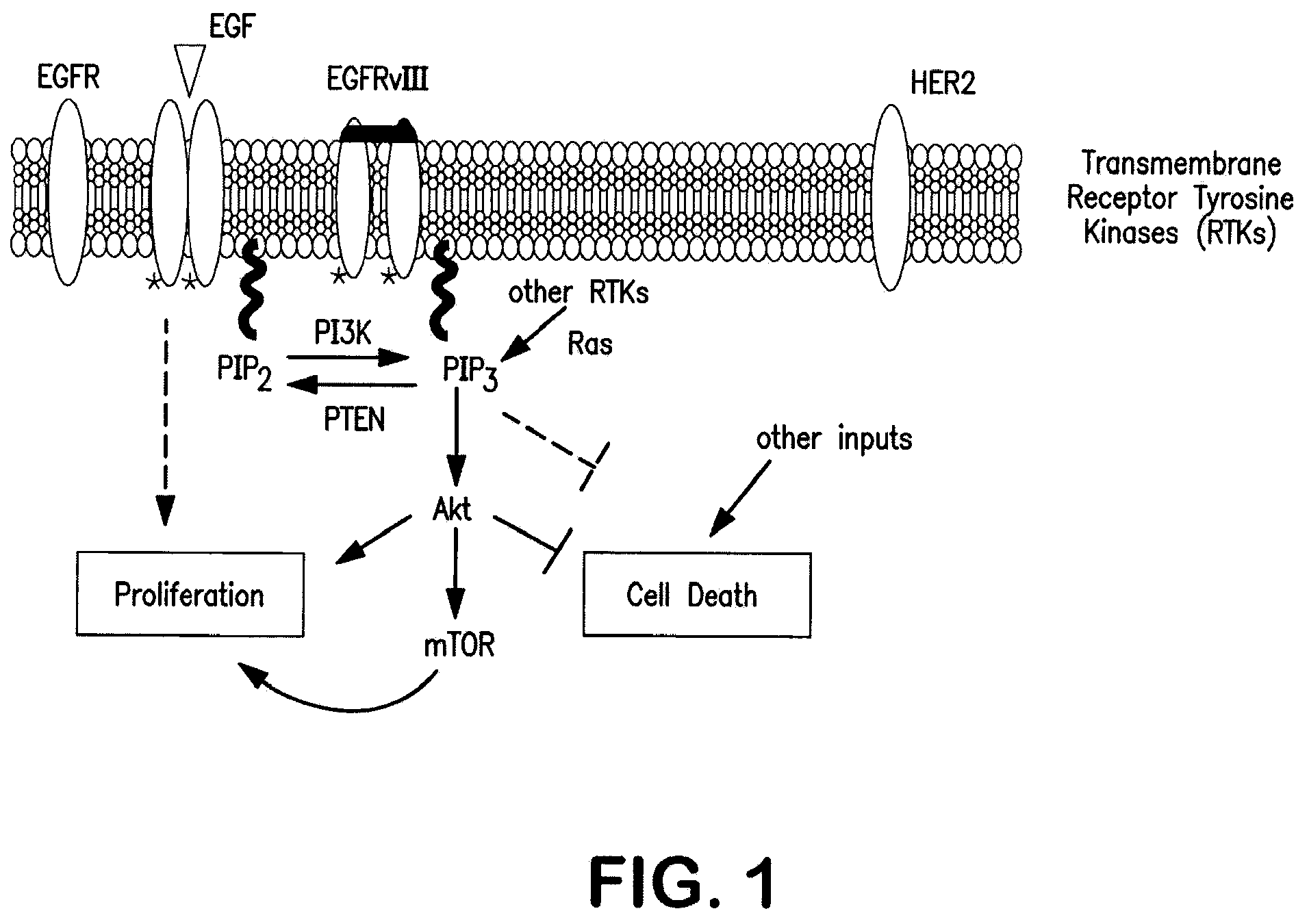Method for determining the effects of external stimuli on biological pathways in living cells