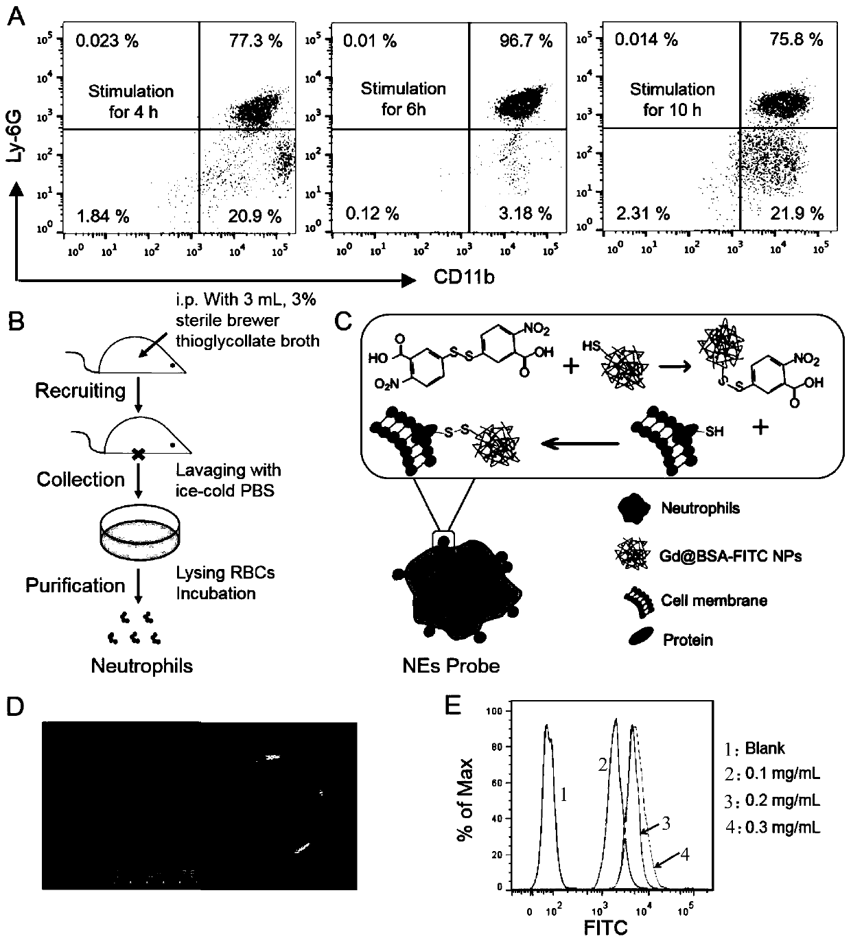 Construction method of living cell probe based on neutrophilic granulocyte