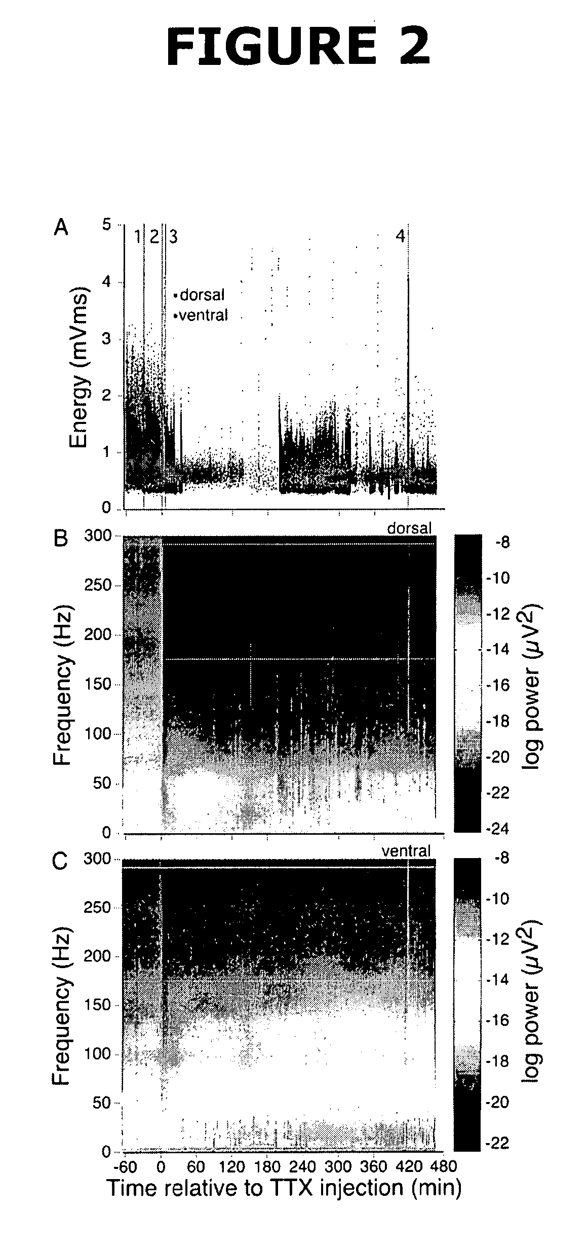 Method for inducing a psychotic state in an animal and a high throughput assay method for identifying a candidate agent having anti-psychotic properties