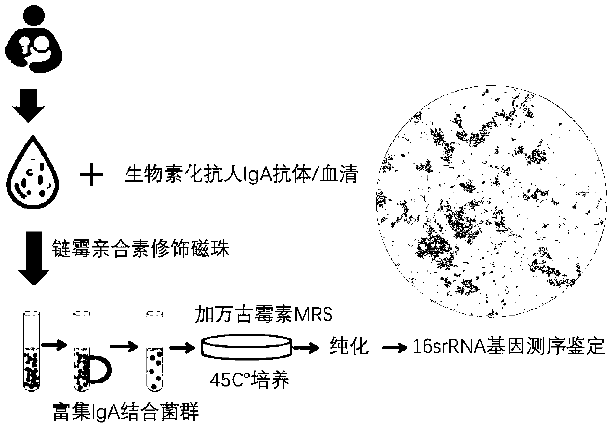 Application of a breast milk-derived Lactobacillus reuteri in reducing lipids and regulating lipid metabolism rhythm