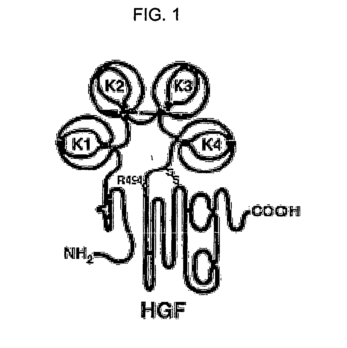 Neutralizable Epitope of HGF and Neutralizing Antibody Binding to the Same