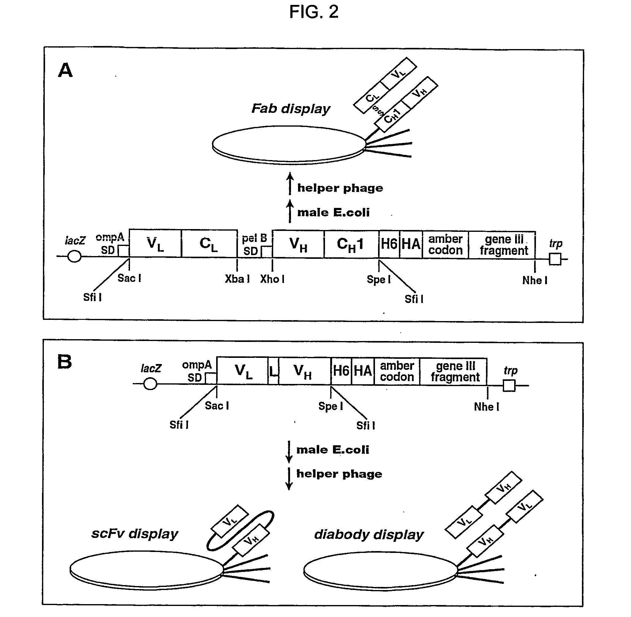 Neutralizable Epitope of HGF and Neutralizing Antibody Binding to the Same