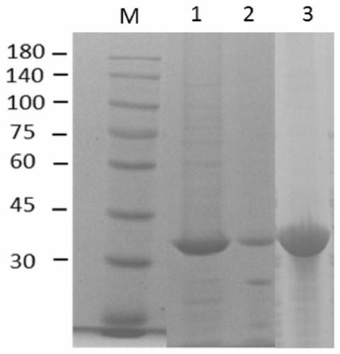 Chitinase CmChi6 gene and cloning expression and application thereof