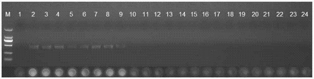 A kind of primer pair and application thereof for identifying long-distance dendrobium