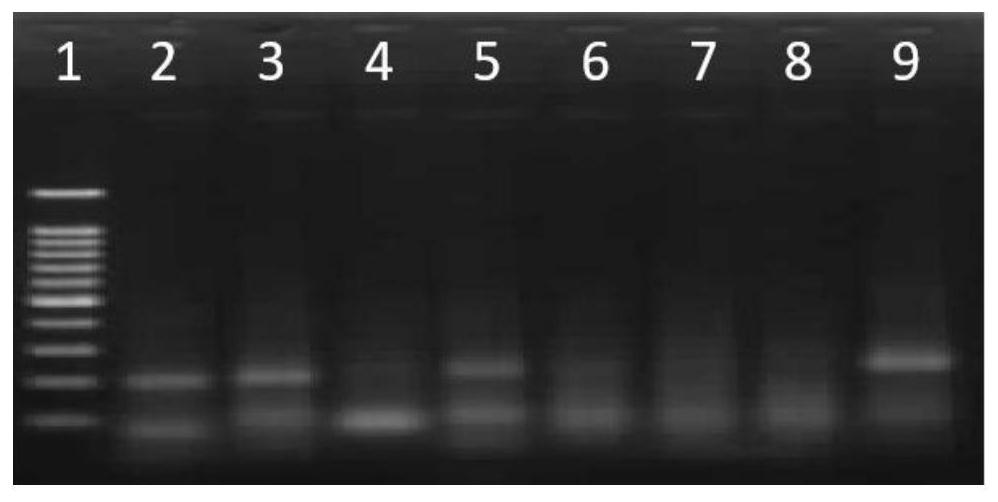 RPA primer-probe combination, kit and detection method for detecting double resistance 12-6 of transgenic maize