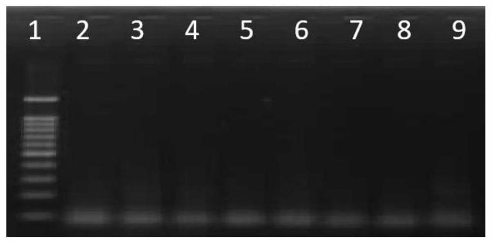 RPA primer-probe combination, kit and detection method for detecting double resistance 12-6 of transgenic maize