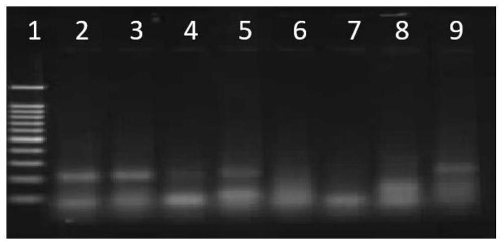 RPA primer-probe combination, kit and detection method for detecting double resistance 12-6 of transgenic maize