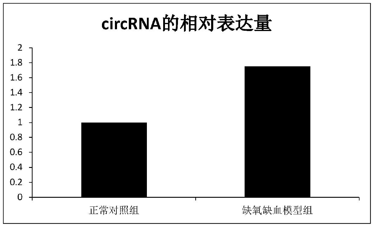 Novel circRNA and application thereof