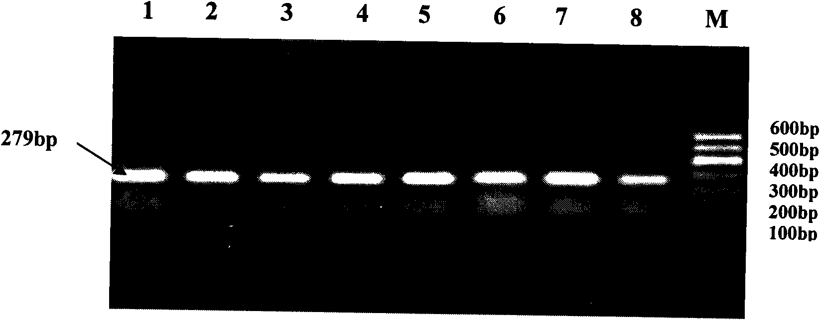 Method for detecting cattle Six6 gene single nucleotide polymorphism