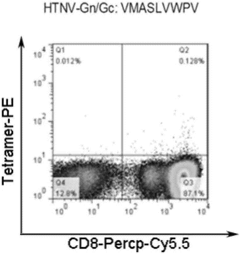 HTNV epitope linear consecutive polypeptide and epitope peptide-compound tetramer and application