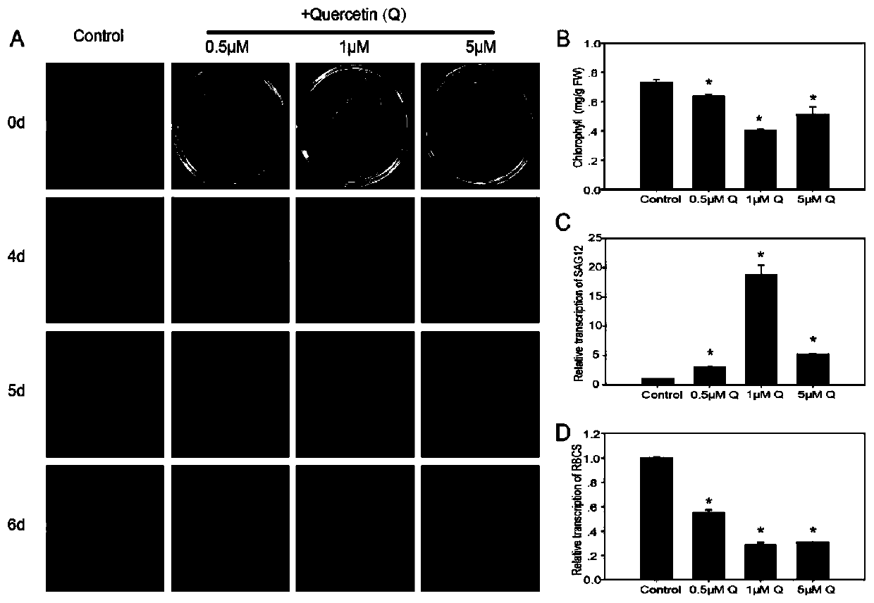 Application of quercetin in plant senescence promoter