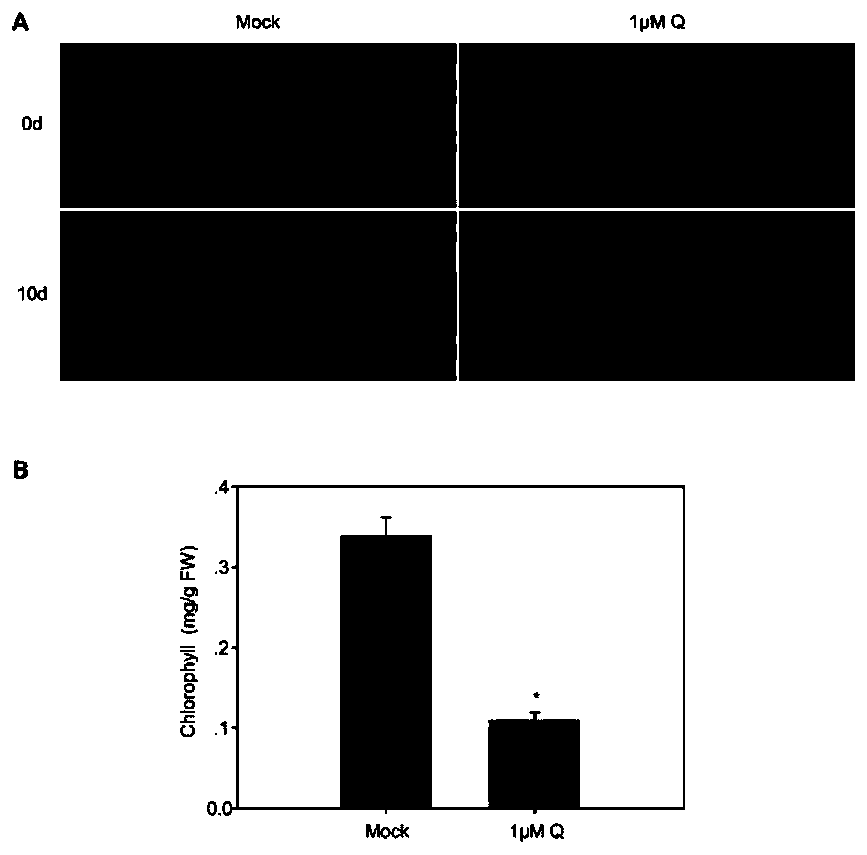 Application of quercetin in plant senescence promoter