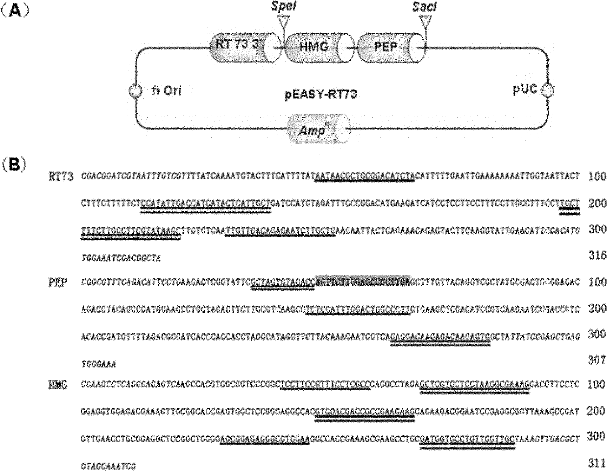 Reference molecule for specifically detecting genetically modified rapeseed RT73 and application of reference molecule