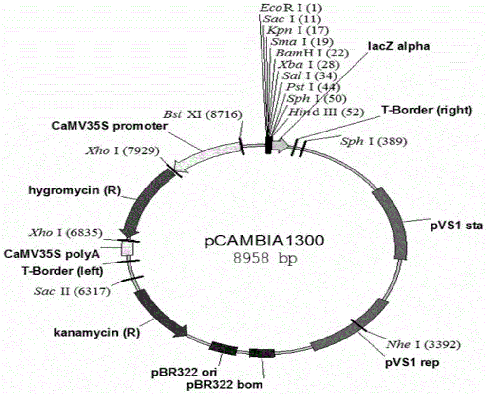 Method for cultivating insect-resistant transgenic rice T1c-19