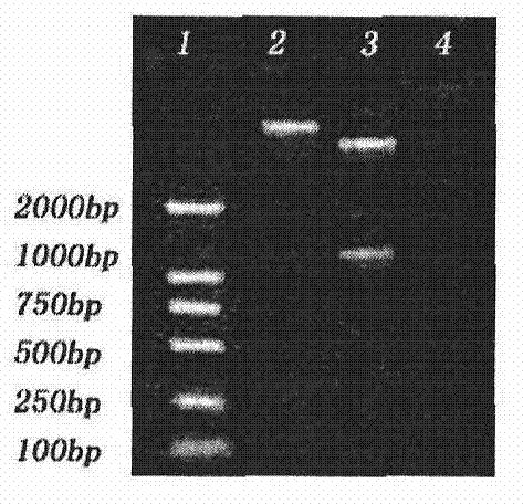 Preparation method for recombinant ubiquitin blue ear disease vaccine