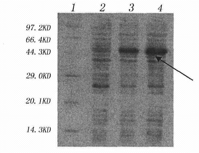 Preparation method for recombinant ubiquitin blue ear disease vaccine