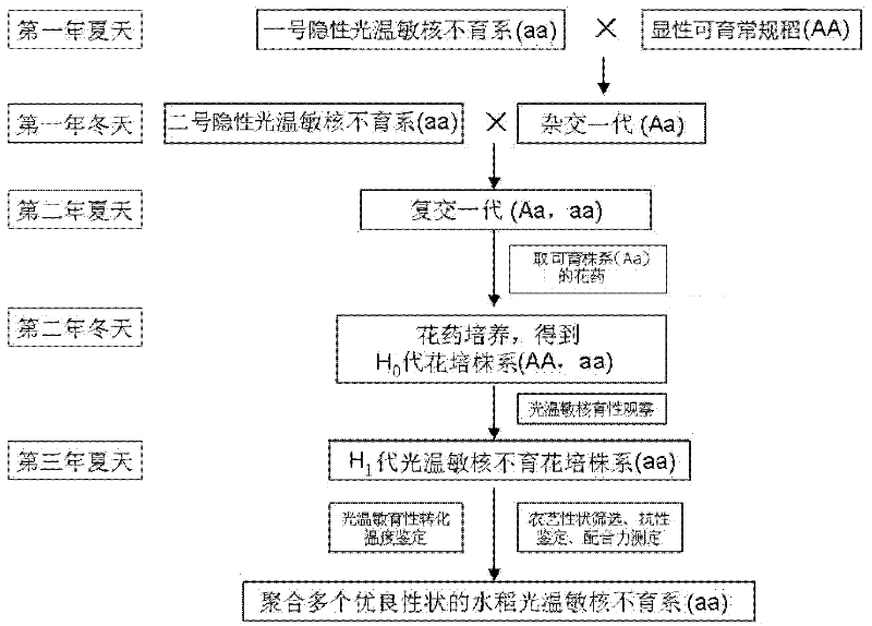 Method for quickly breeding high-quality multi-resistant rice photo-thermo-sensitive nucleic male sterile line
