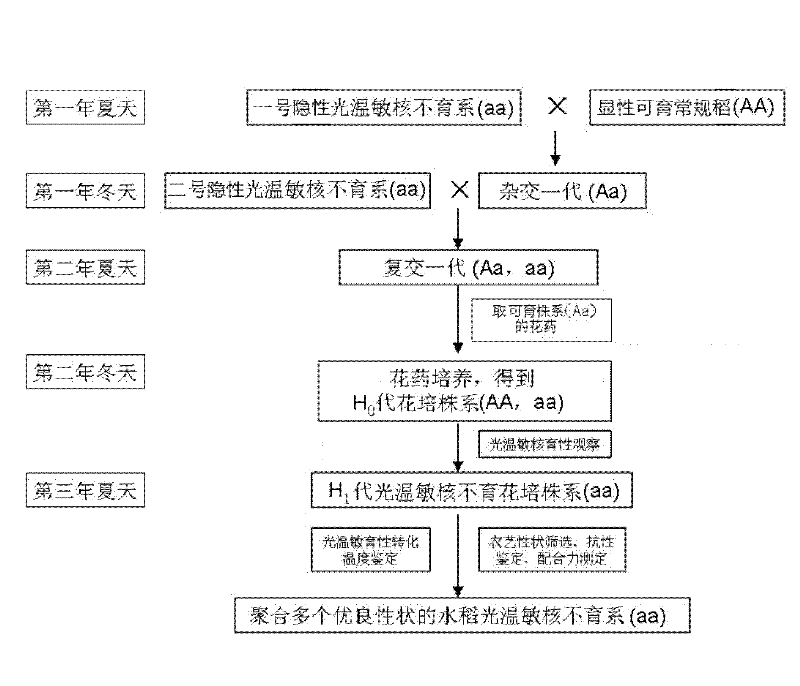 Method for quickly breeding high-quality multi-resistant rice photo-thermo-sensitive nucleic male sterile line