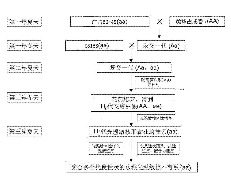 Method for quickly breeding high-quality multi-resistant rice photo-thermo-sensitive nucleic male sterile line