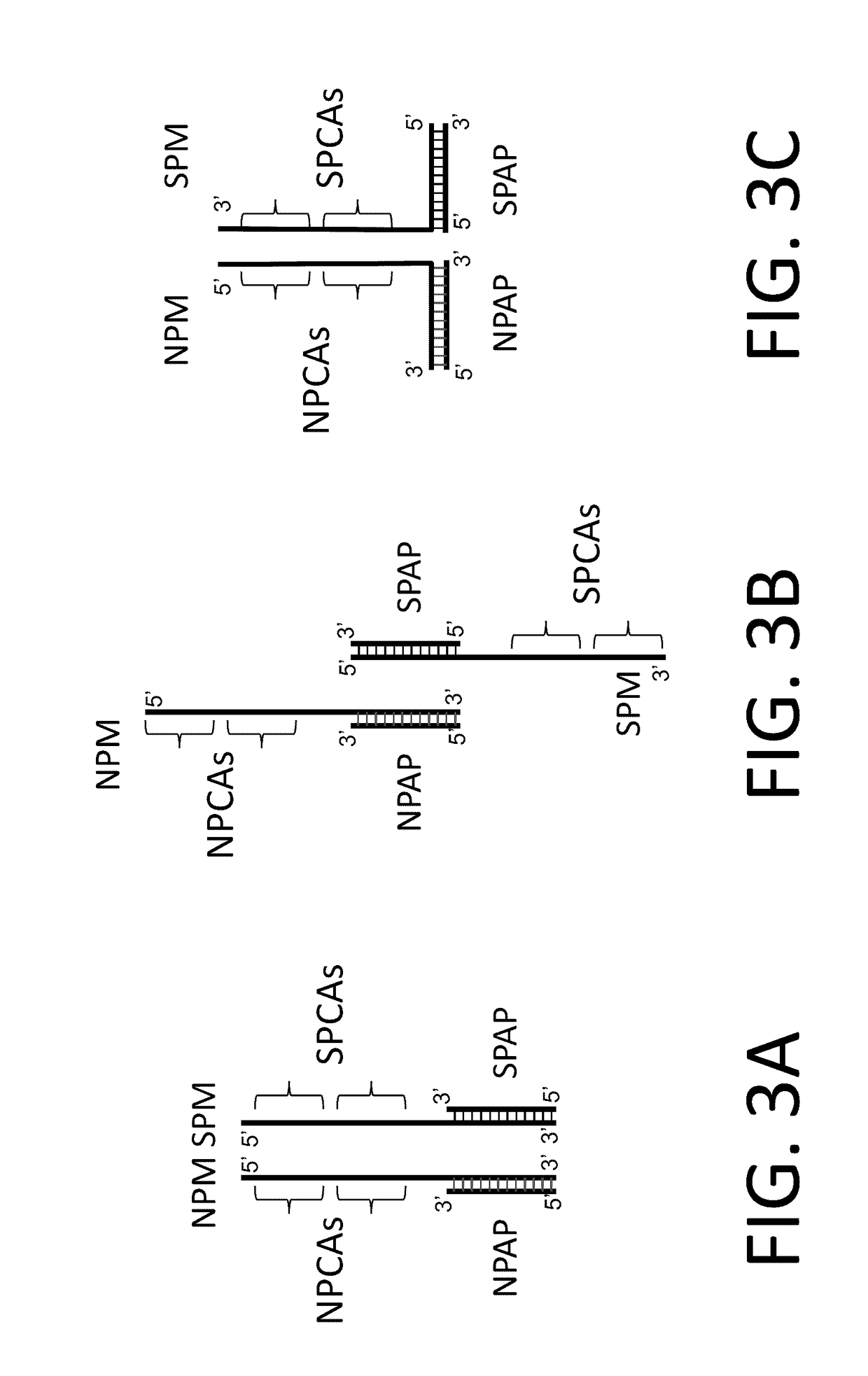 In situ detection of nucleotide variants in high noise samples, and compositions and methods related thereto