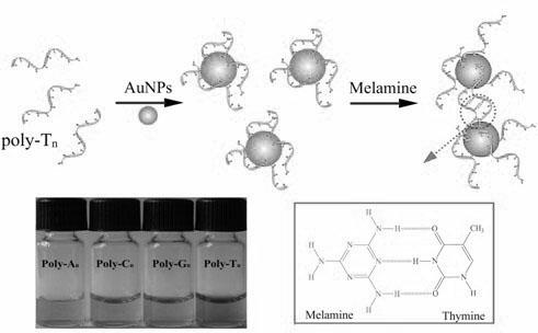 Quick detection method for melamine in dairy products