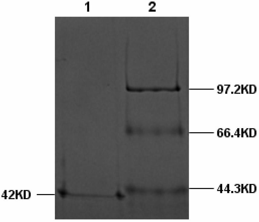 Vibrio parahaemolyticus flagellin monoclonal antibody and antigen capture ELISA (enzyme-linked immunosorbent assay) kit