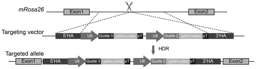 Construction method of neutrophil deletion mouse model