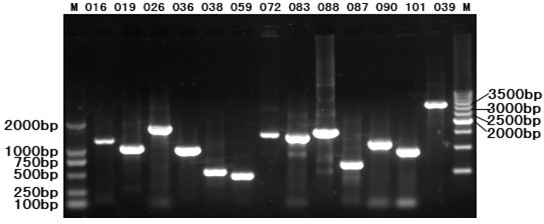 A screening method for grouper iridovirus protective antigen