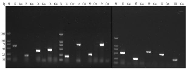 A screening method for grouper iridovirus protective antigen