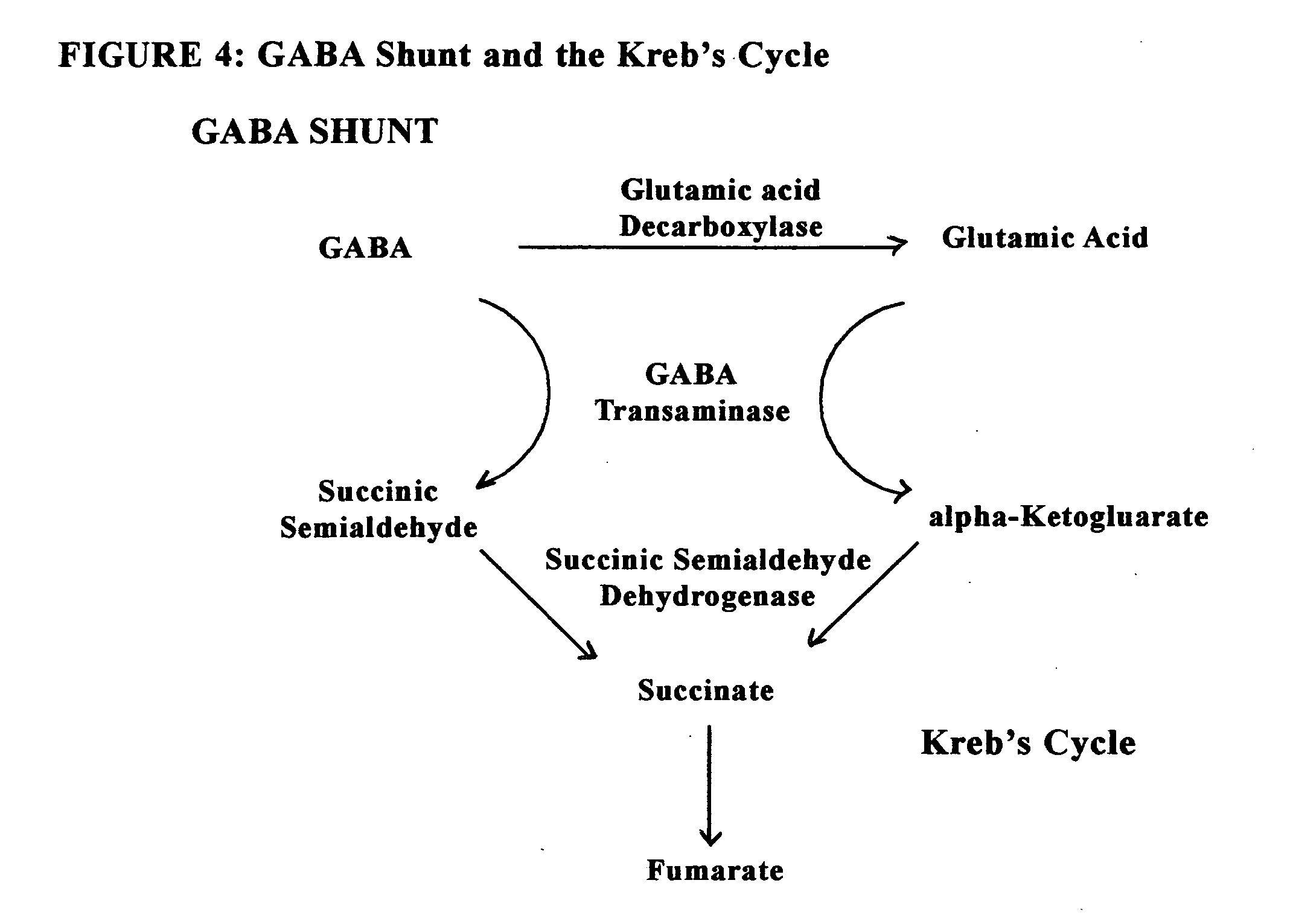 Enkephalinase inhibitor and GABA precursor loading as anti-anxiety compositions